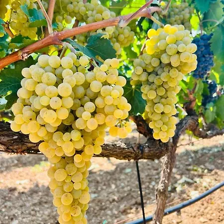 House Of Wine Susac